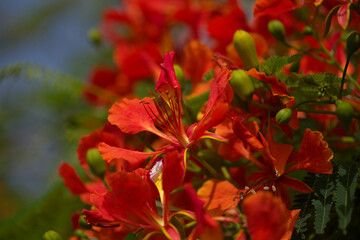 Flowering Delonix regia or flamboyant, natural macro floral background