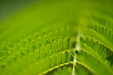 Leaves of Delonix regia or flamboyant, natural macro floral background