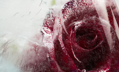 Dark Red rose flower frozen within a block of ice, air bubble texture 