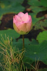 Close-up of a beautiful pink lotus blooming in the field