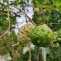 Noni (Morinda citrifolia) is a green fruit, photo was taken in Bogor Indonesia on September 9, 2021