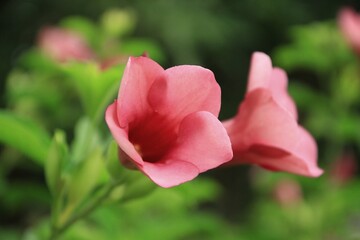 Naklejka premium Purple Allamanda flower (Allamanda blanchetii) with green leaves background