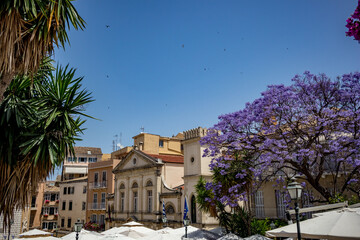 Fototapeta na wymiar Blooming violet tree in Corfu, Kerkira, Greece, street view
