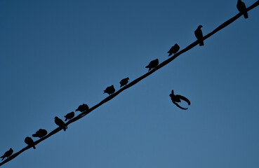 Many Pigeons on a Wire and One Pigeon at Flight