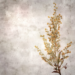 stylish textured old paper square background with Artemisia thuscula, wormwood endemic to Canary Islands

