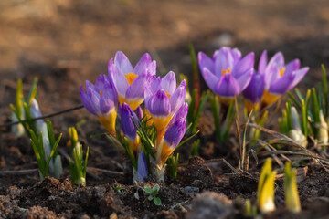 Beautiful lilac delicate crocuses grew out of the ground in early warm spring