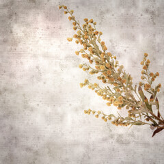 stylish textured old paper square background with Artemisia thuscula, wormwood endemic to Canary Islands

