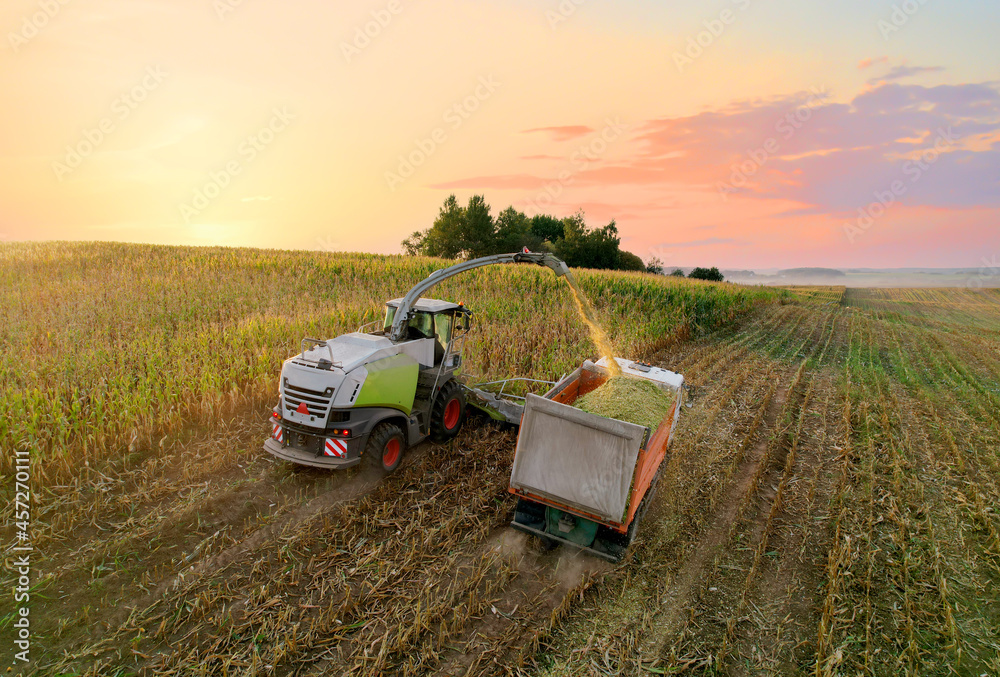 Wall mural Forage harvester on maize cutting for silage in field. Harvesting biomass crop. Self-propelled Harvester for agriculture. Tractor work on corn harvest season. Farm equipment and farming machine.