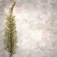 stylish textured old paper square background with Erica arborea, Tree Heather