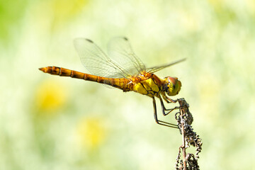 Common darter on a plant in a natural environment. Insect close up. Dragonfly. Sympetrum vulgatum.