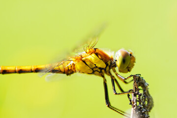 Common darter on a plant in a natural environment. Insect close up. Dragonfly. Sympetrum vulgatum.