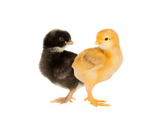 Yellow and black chicken