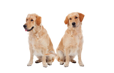 Two sitting down golden dogs