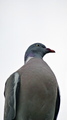 A columba palumbus who is a specie of bird  shooted from low angle view in a 16x9 photography
