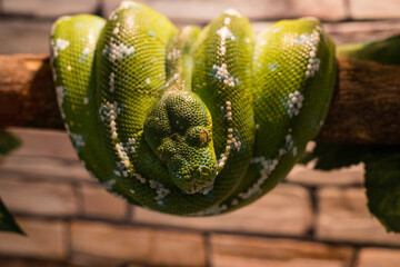 Photos of a green snake on a branch