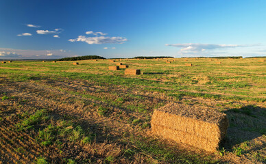 Haystack on field on blue sky background. Hay bale from residues grass. Hay stack for agriculture....