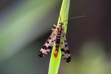 Skorpionsfliege