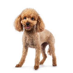 Adorable young adult apricot brown toy or miniature poodle. Recently groomed. Standing facing camera with mouth open showing tongue. Isolated on a white background.