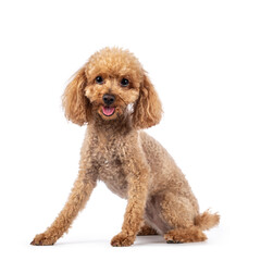 Adorable young adult apricot brown toy or miniature poodle. Recently groomed. Sitting side ways facing camera with mouth open showing tongue. Isolated on a white background.