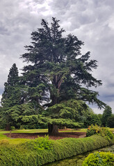 Cedrus libani tree known as cedar of Lebanon or Lebanon cedar in Denham Country Park, Hillingdon, London, United Kingdom - obrazy, fototapety, plakaty