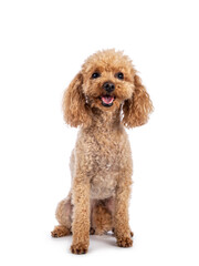 Adorable young adult apricot brown toy or miniature poodle. Recently groomed. Sitting  facing camera with mouth open showing tongue. Isolated on a white background.