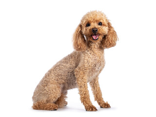 Adorable young adult apricot brown toy or miniature poodle. Recently groomed. Sitting side ways...