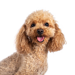 Head shot of adorable young adult apricot brown toy or miniature poodle. Recently groomed. Sitting...