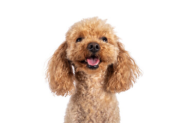 Head shot of adorable young adult apricot brown toy or miniature poodle. Recently groomed. Sitting  facing camera with mouth open showing tongue. Isolated on a white background.