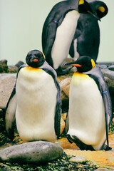 king penguin colony