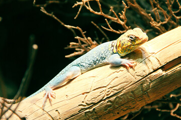 lizzard on tree