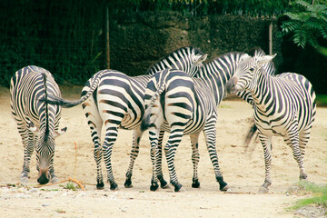 zebras