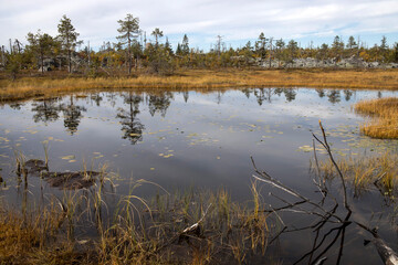 Swamp or lake with megalithic seid boulder stones, dead trees in nature reserve on mountain Vottovaara, Karelia, Russia.