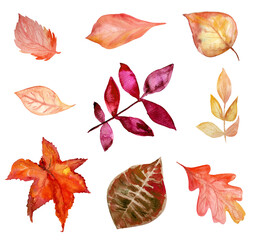 Isolated watercolor fall leaves and elements in red, orange, yellow, beige colors.