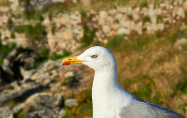 yellow-legged gull (Larus michahellis) with red spot on yellow beak and light eye with red eyelids