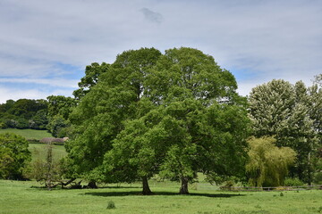 oak trees in a field