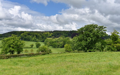 landscape with trees and clouds