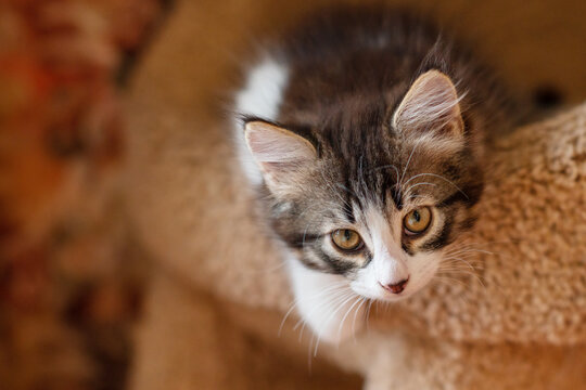 cute brown kitten cat sitting on a bed for cats at home looking at the camera close-up. High quality photo