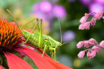 Insekten 25 © K.-U. Häßler