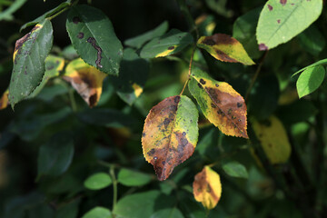 Plant disease in roses such as mildew or rust are common. Leaf spot disease black spot - Diplocarpon rosae, caused by a fungal infection. Closeup - obrazy, fototapety, plakaty