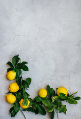 Banner and Frame of Organic Lemons with leaves 