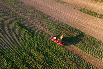 Fototapeta premium Aerial view of the Potato Harvester at Seasonal harvesting of potatoes from field. Agricultural Potato Combine Harvester at field.