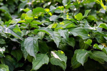 Green hedge. Green ivy. Bushes. Raindrops on the leaves.