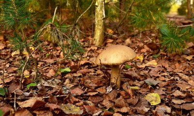 Edible brown cap boletus grows in the ground among fallen birch leaves in the fall season. Awesome fungus aspen mushroom in the forest in of sunbeams. Season for picked gourmet mushrooming.