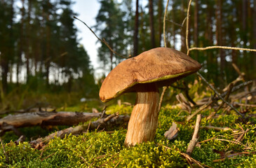 King Pine Bolete in moss at forest. White Mushroom Fungal Mycelium in wildlife. Edible Big Boletus mushrooms at woodland. Single bolete mushroom. Porcini Cep mushrooming season.