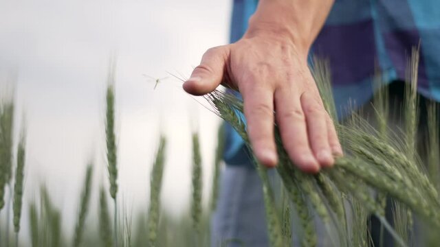 Agriculture. Hand of farmer worker touches green ears of wheat. Growing organic food in countryside. Agriculture concept Farmer hand on wheat germ. Farmer worker on green wheat field checks harvest