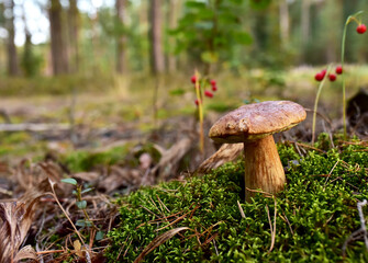 King Pine Bolete in moss at forest. White Mushroom Fungal Mycelium in wildlife. Edible Big Boletus mushrooms at woodland. Single bolete mushroom. Porcini Cep mushrooming season.