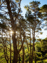 Pine forest on island of Rab Croatia