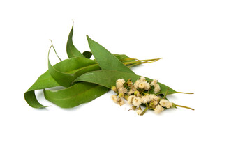 Eucalyptus leaves and flowers isolated on white background.