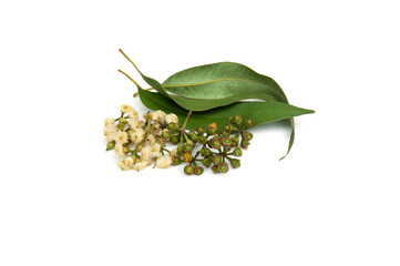 Eucalyptus leaves and flowers isolated on white background.