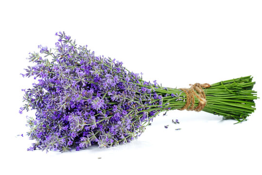 Bunch of Lavender isolated on a white background